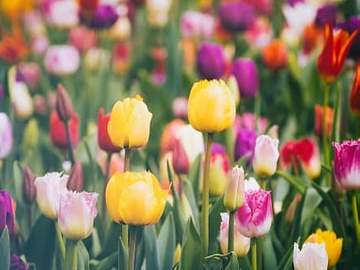 tulips in field